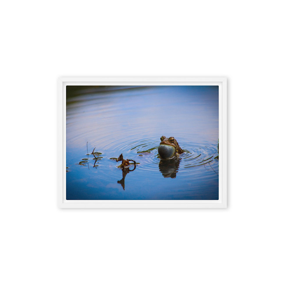 Thumbnail: Vocalizing American Toad Framed canvas