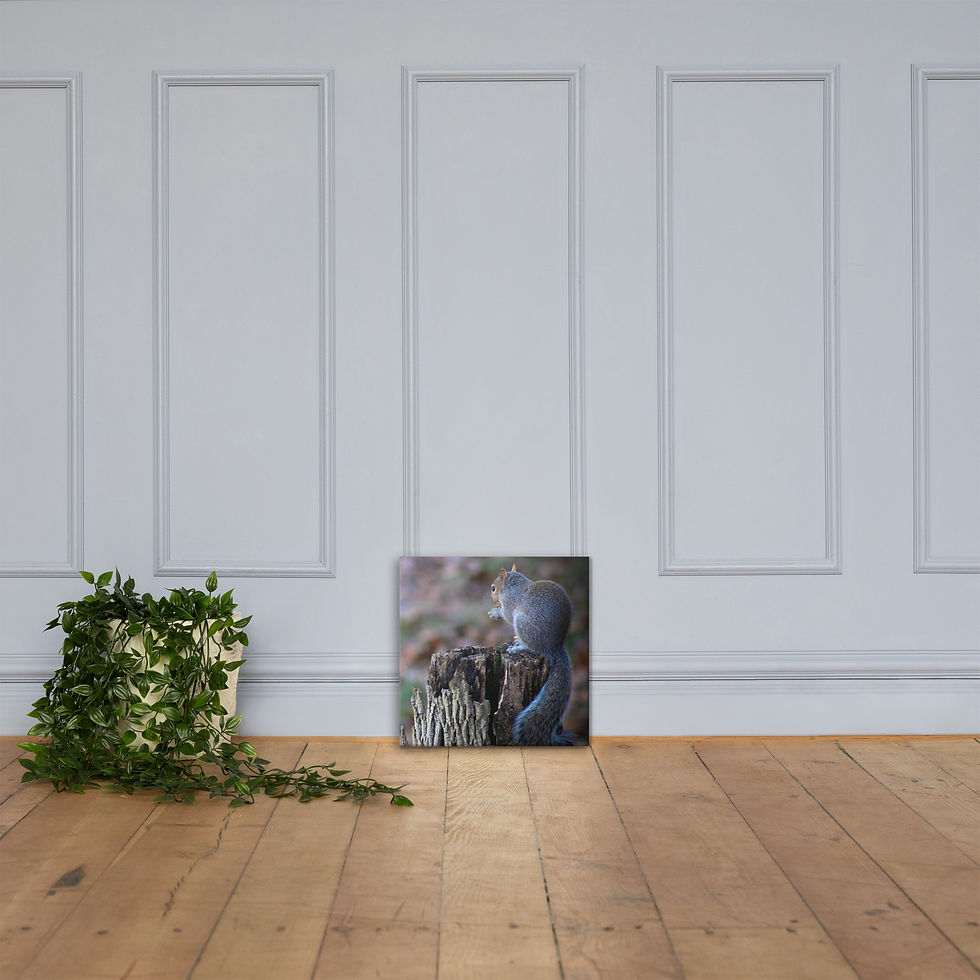 Thumbnail: Eastern Gray Squirrel Canvas