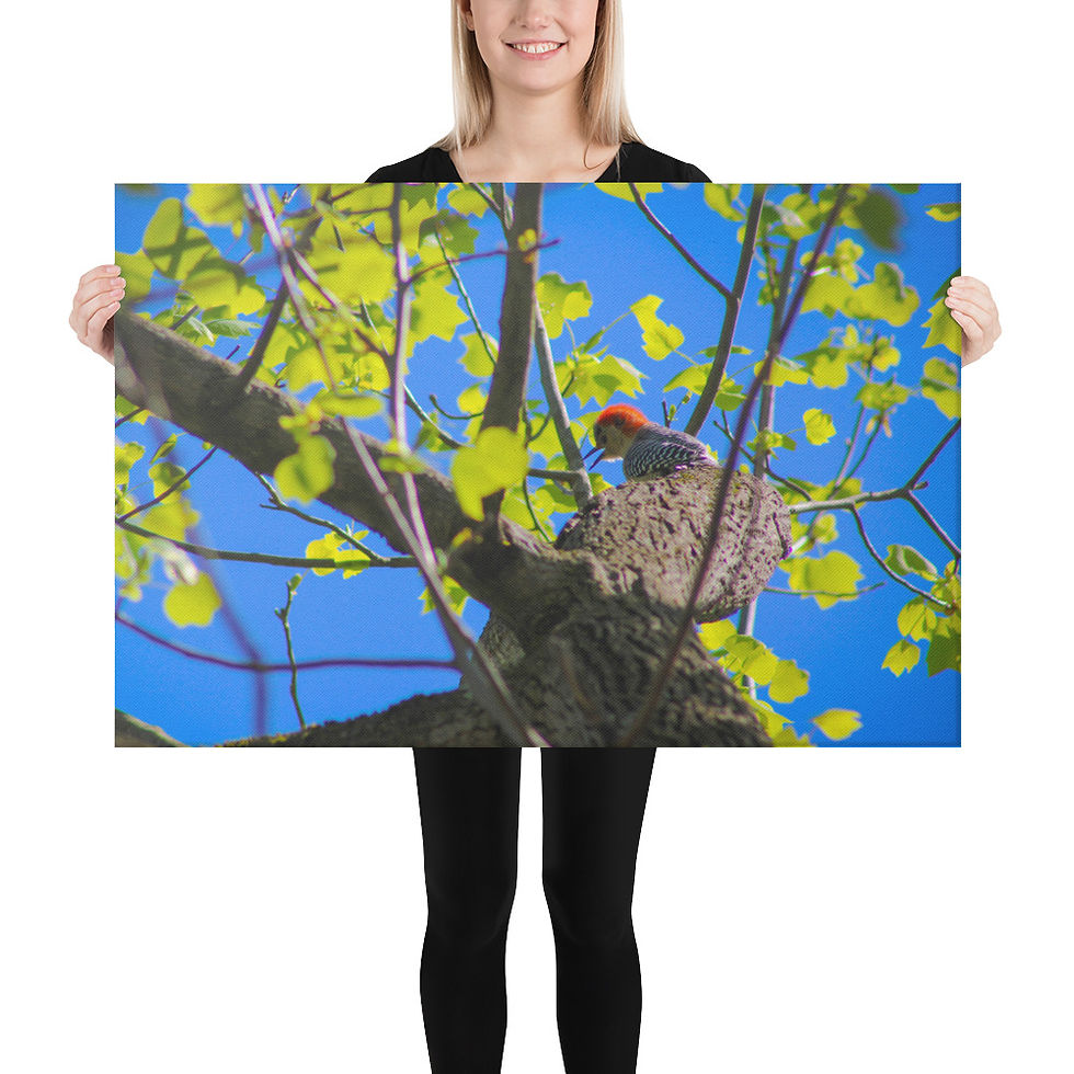 Thumbnail: Churring, Red-Bellied Woodpecker Canvas