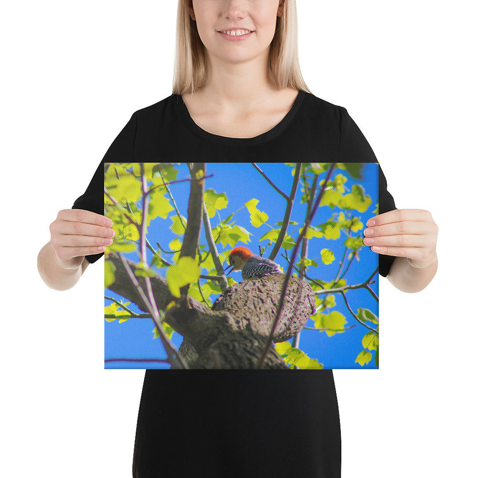 Thumbnail: Churring, Red-Bellied Woodpecker Canvas