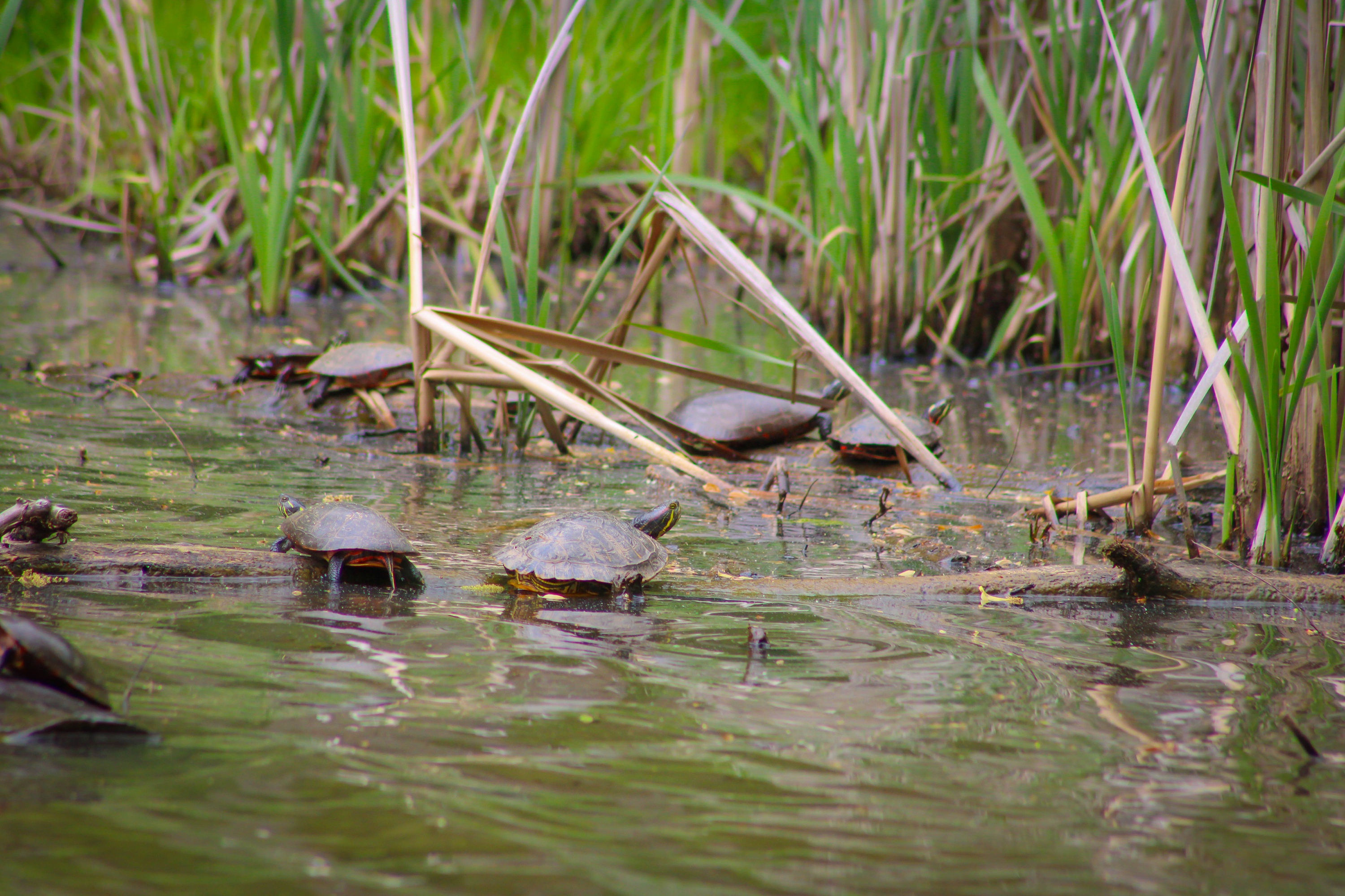 Red-eared Slider (Trachemys scripta elegans) and Midland Painted Turtles
