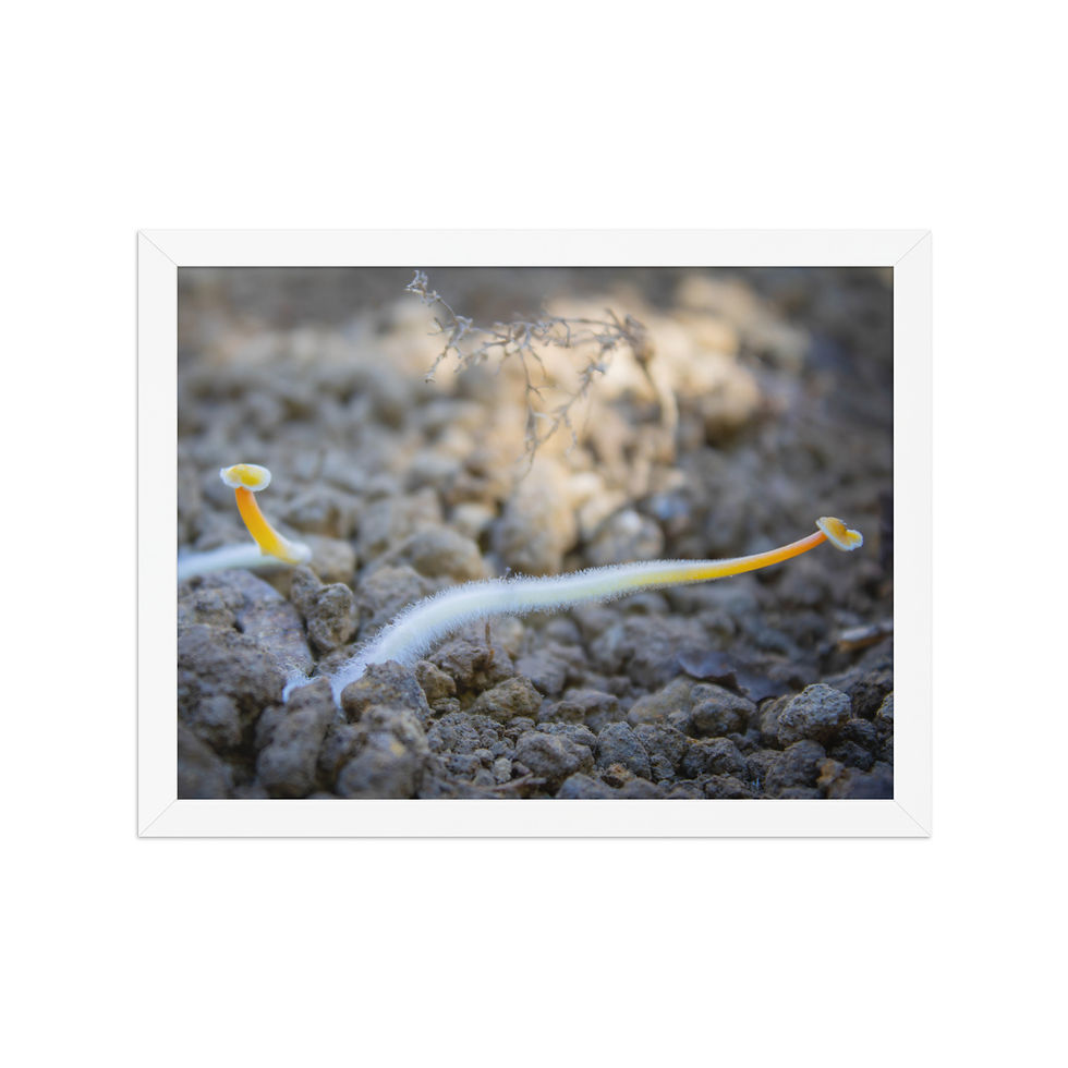 Thumbnail: Saprobic Basidiomycota Fungi Framed photo paper poster