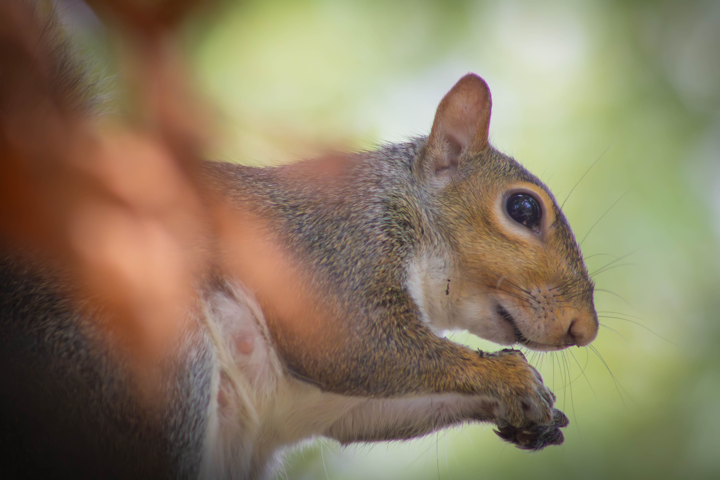 Eastern Gray Squirrel (Sciurus carolinensis)
