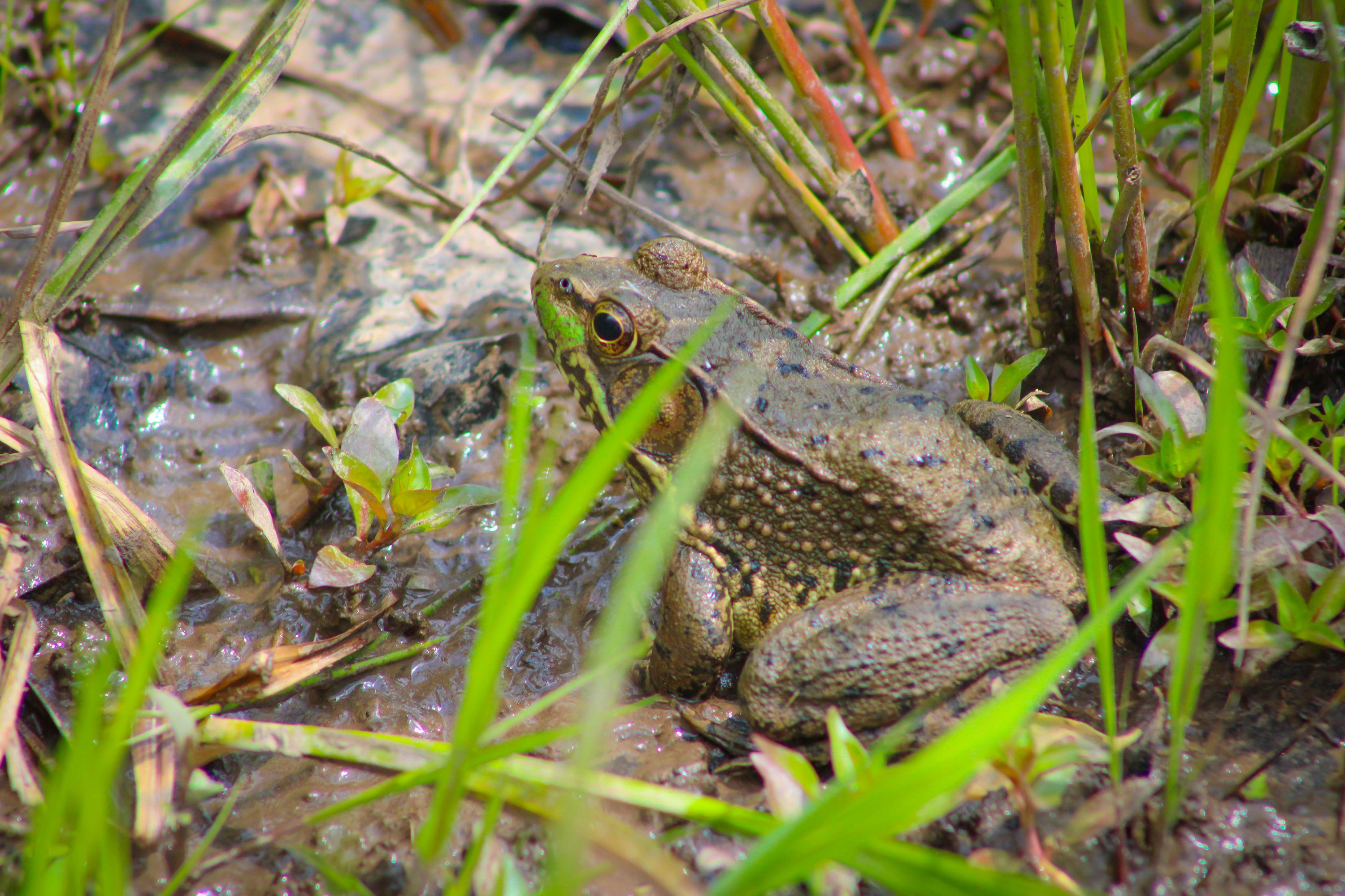 Green Frog (Lithobates clamitans)