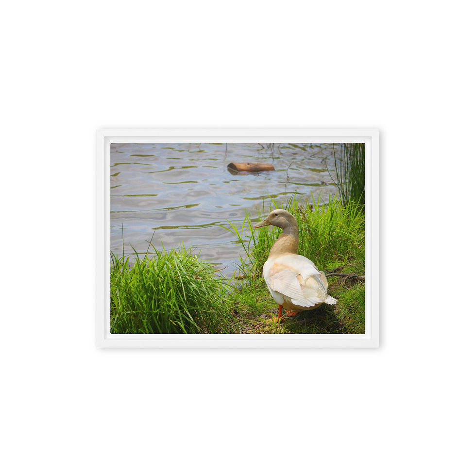 Thumbnail: Buff Orpington Duck Framed canvas