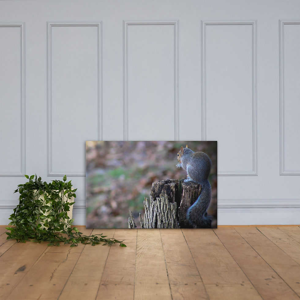Thumbnail: Eastern Gray Squirrel Canvas