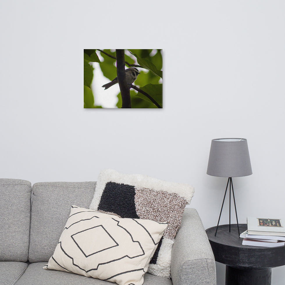 Thumbnail: Carolina Chickdee Canvas