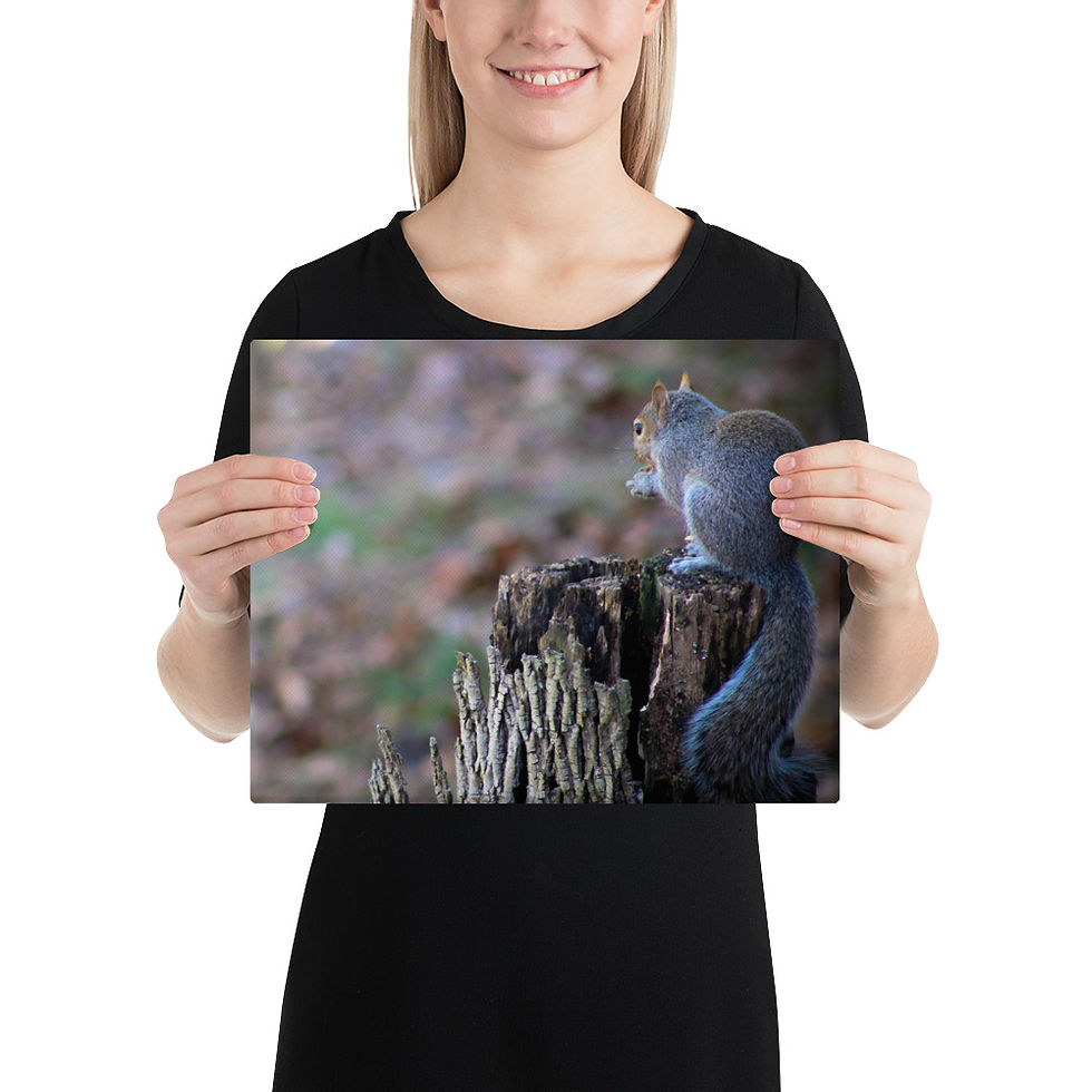Thumbnail: Eastern Gray Squirrel Canvas