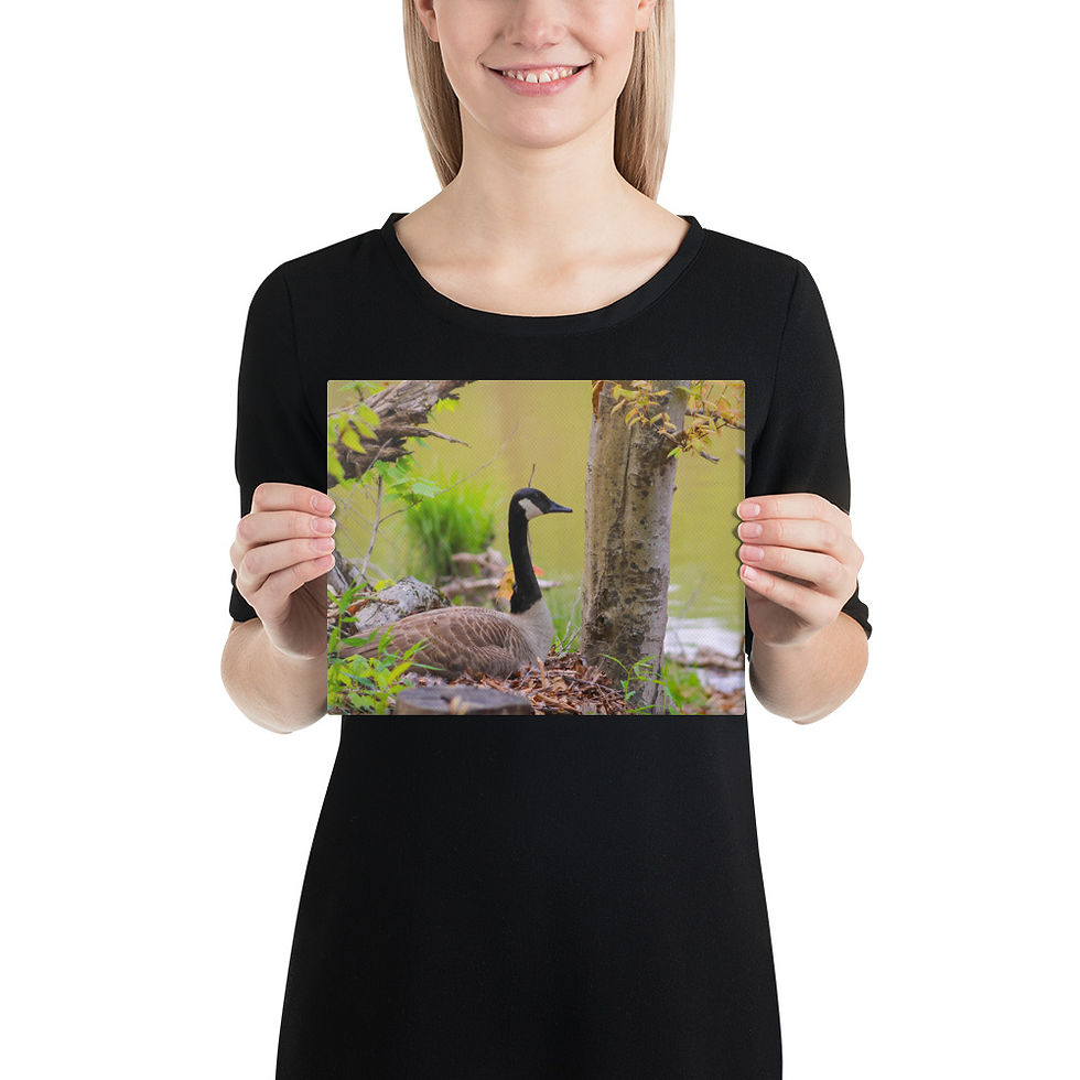 Thumbnail: Mother Canada Goose Incubating Nest Canvas