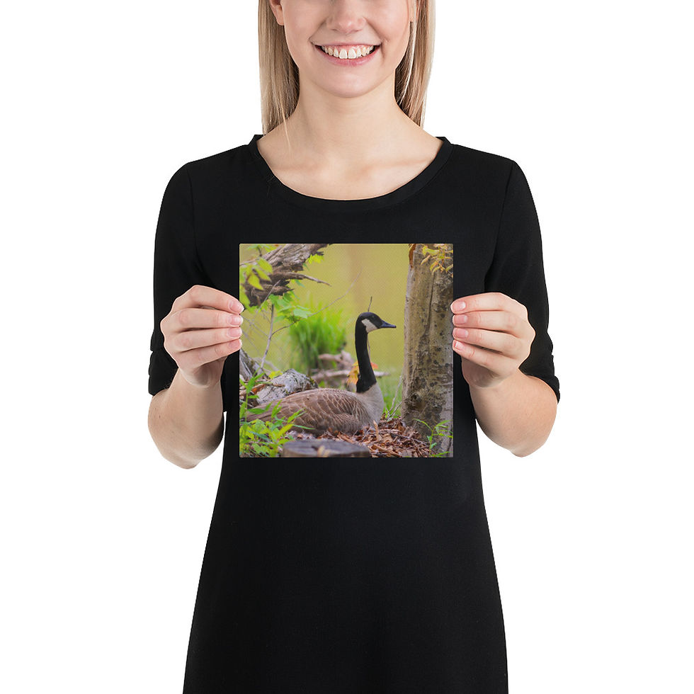Thumbnail: Mother Canada Goose Incubating Nest Canvas