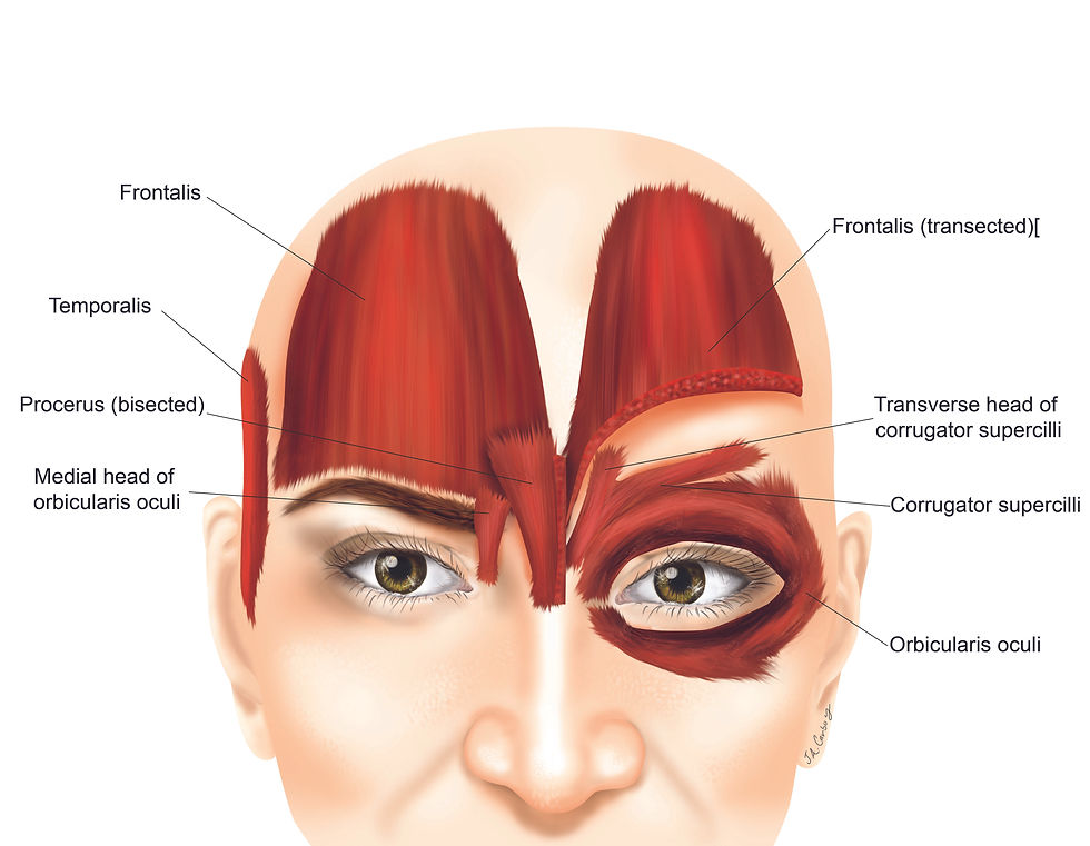 forehead anatomy