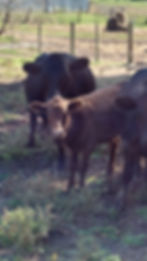 Thumbnail: Waiting List - Dexter Cattle