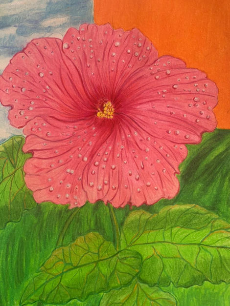 Hibiscus pink