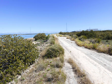The Levees at Mutton Cove