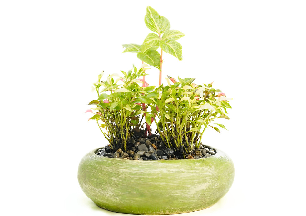 Miniatura: Iresine verde + Capa de José - Terrario