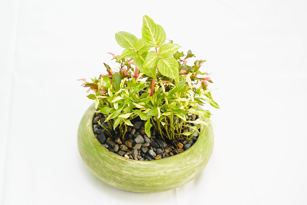 Miniatura: Iresine verde + Capa de José - Terrario
