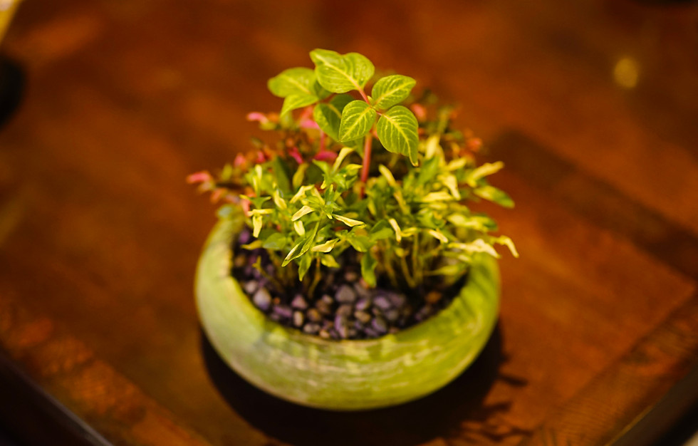 Miniatura: Iresine verde + Capa de José - Terrario
