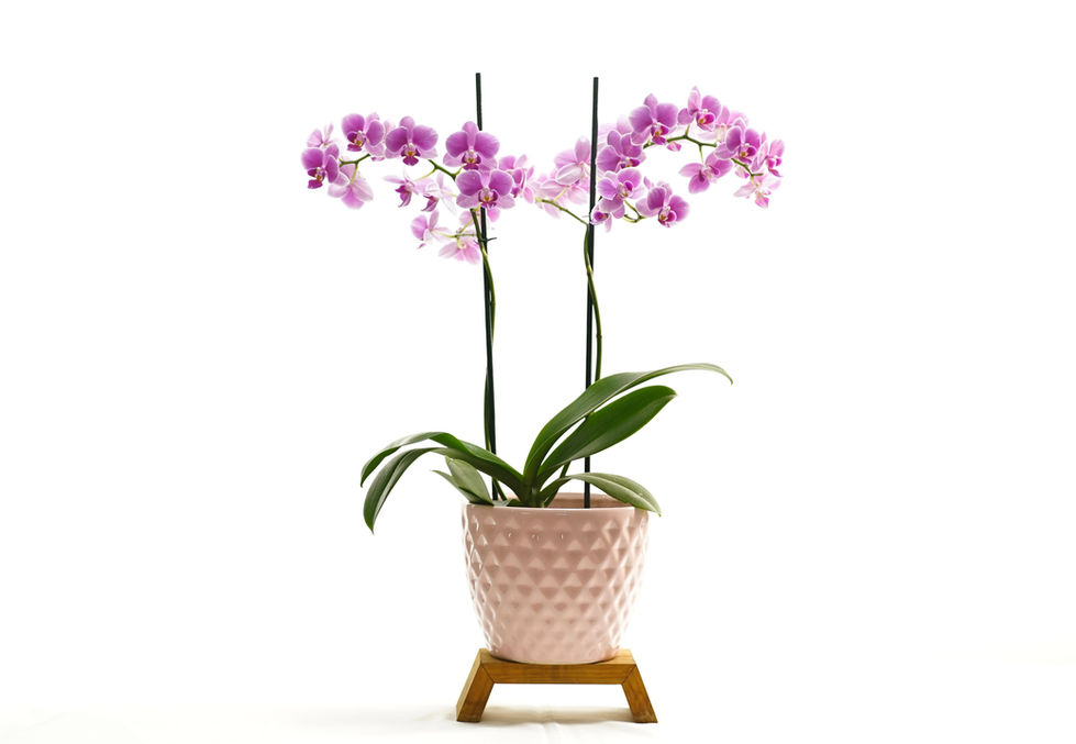Orquídea Barbie