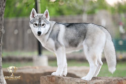 Arkinlight_Siberian_Husky_Central_Texas_Husky_Texas_Siberian_Husky_Show_Dog_Breeder +34-2.