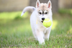 Arkinlight_Siberian_Husky_Central_Texas_Husky_Texas_Siberian_Husky_Show_Dog_Breeder +32