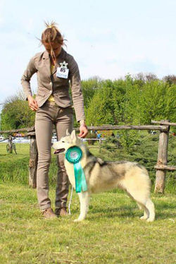 bounty-central-texas-husly-breeder