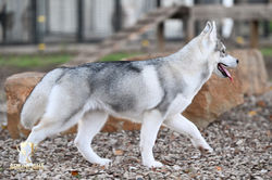 Arkinlight_Siberian_Husky_Central_Texas_Husky_Texas_Siberian_Husky_Show_Dog_Breeder +38