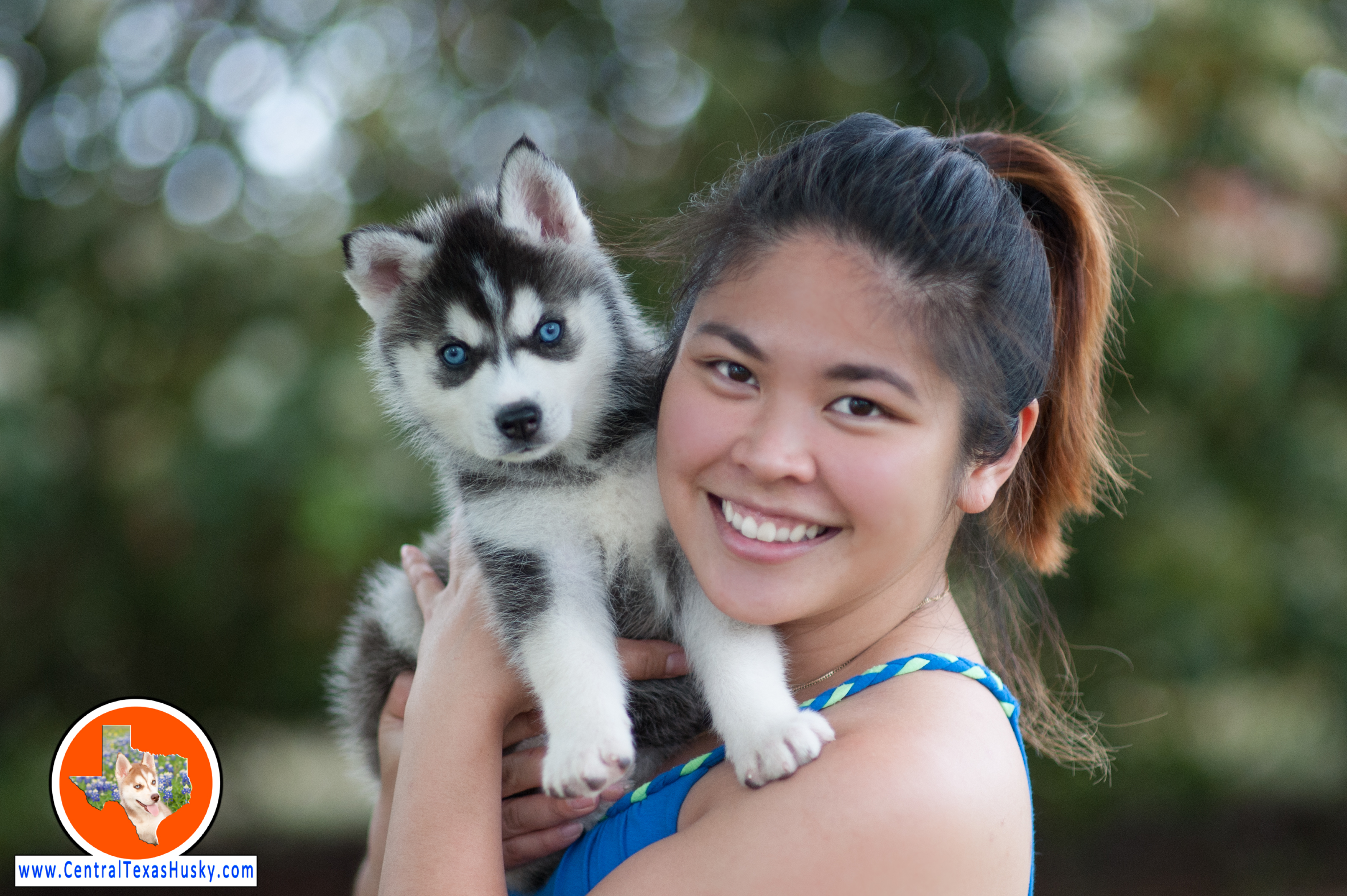 Funny Miniature Siberian Husky For Sale In Texas