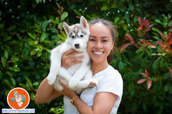 central-texas-husky_austin-siberian-husk