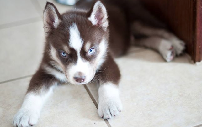 đș 7 Signs Your Siberian Husky Needs More Mental Stimulation (Before They Redesign Your House)