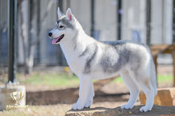 Arkinlight_Siberian_Husky_Central_Texas_Husky_Texas_Siberian_Husky_Show_Dog_Breeder +31-2.