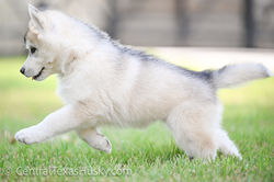 Arkinlight_Siberian_Husky_Central_Texas_Husky_Texas_Siberian_Husky_Show_Dog_Breeder +39