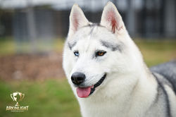 Arkinlight_Siberian_Husky_Central_Texas_Husky_Texas_Siberian_Husky_Show_Dog_Breeder +33
