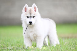 Arkinlight_Siberian_Husky_Central_Texas_Husky_Texas_Siberian_Husky_Show_Dog_Breeder +29