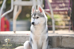 Arkinlight_Siberian_Husky_Central_Texas_Husky_Texas_Siberian_Husky_Show_Dog_Breeder +45