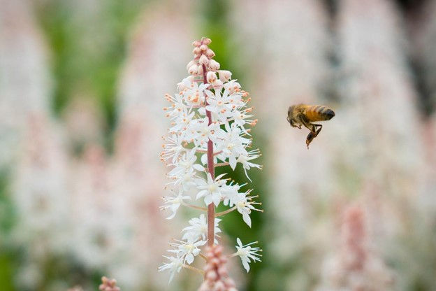 Simple Ways We Can Help the World’s Bee Population
