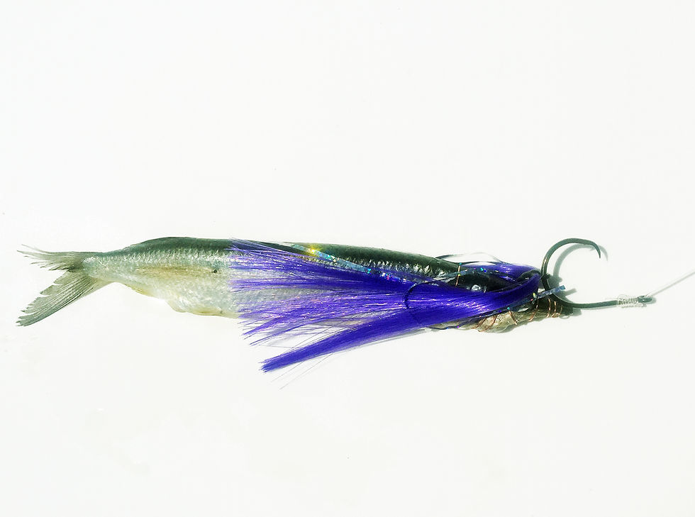 Purple Fish Downsea Party Hat Rigged