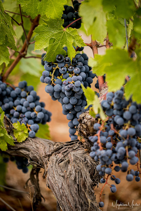 Domaine Rabiega -5269.jpg