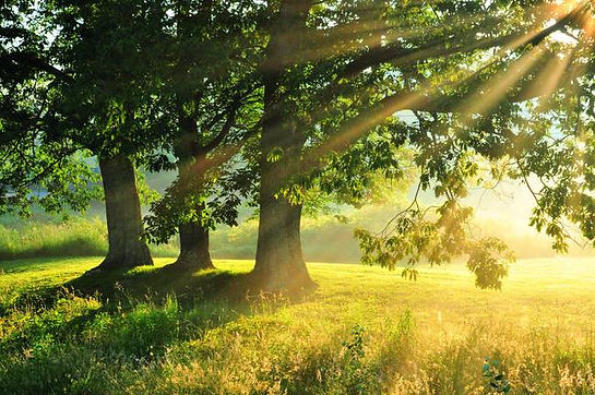Morning-Light-Rays-Sunrise-trees.jpg
