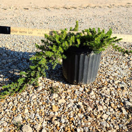 Juniper, Blue Pacific