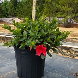 Azalea, Red Ruffle
