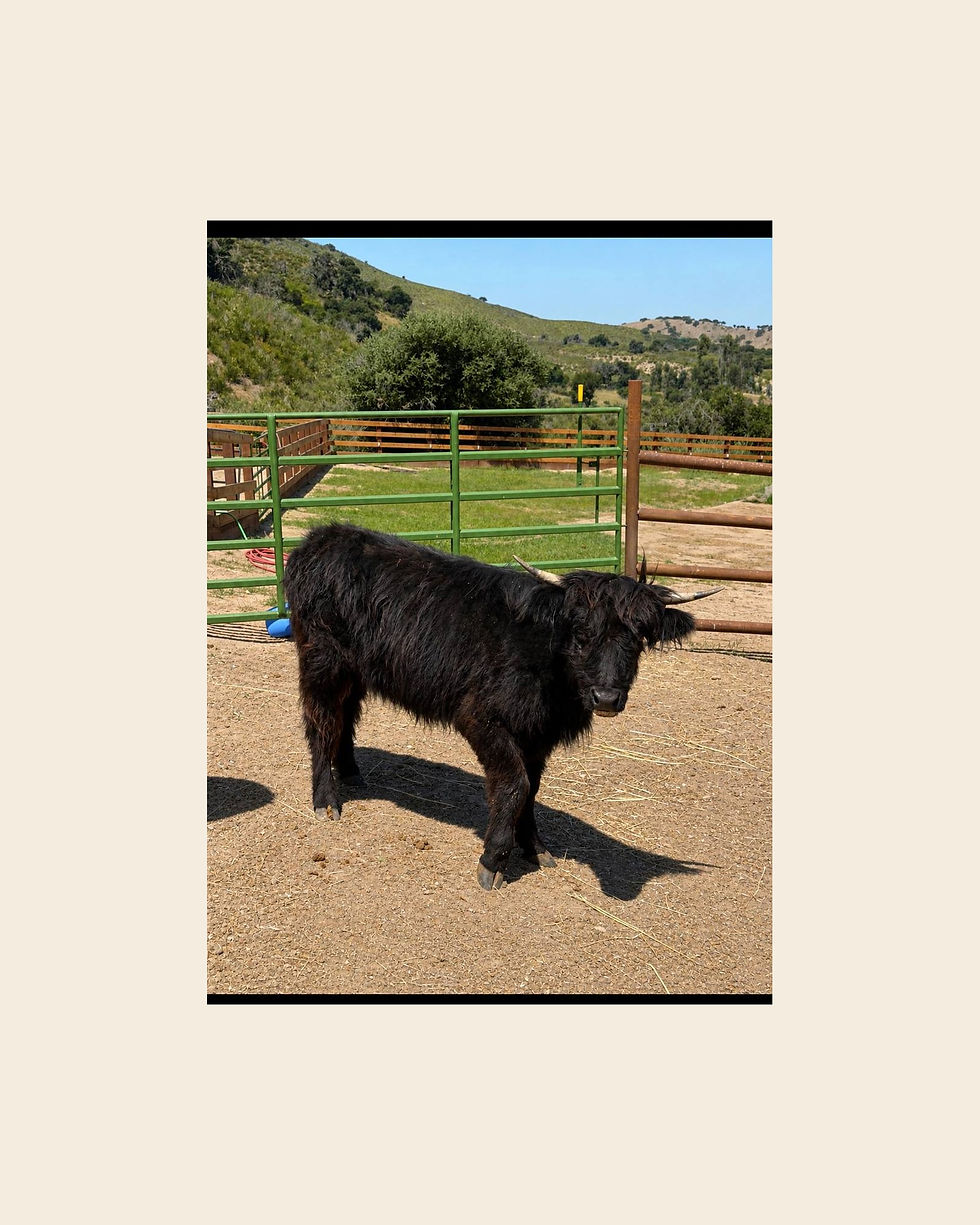 Nixie, black mini highland heifer at Monterey Mini Cow Company