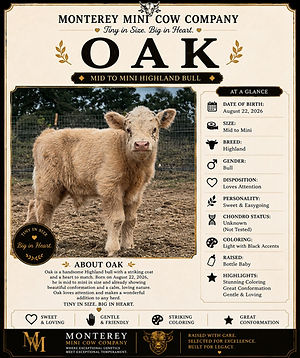 Oak — Mid-to-mini Highland bull profile at Monterey Mini Cow Company