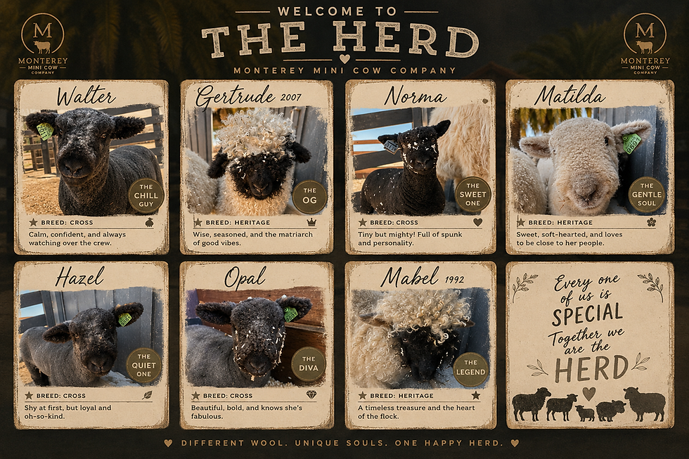 Bo Peep Sheep in California: Valais Blacknose and Babydoll Sheep at Monterey Mini Cow Company