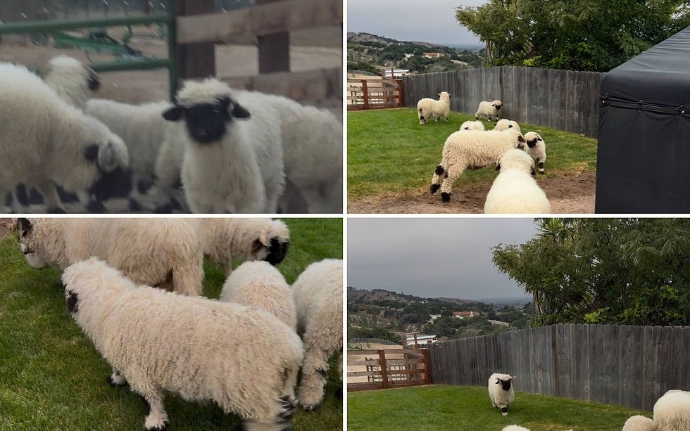 Valais Blacknose sheep at Monterey Mini Cow Company in California