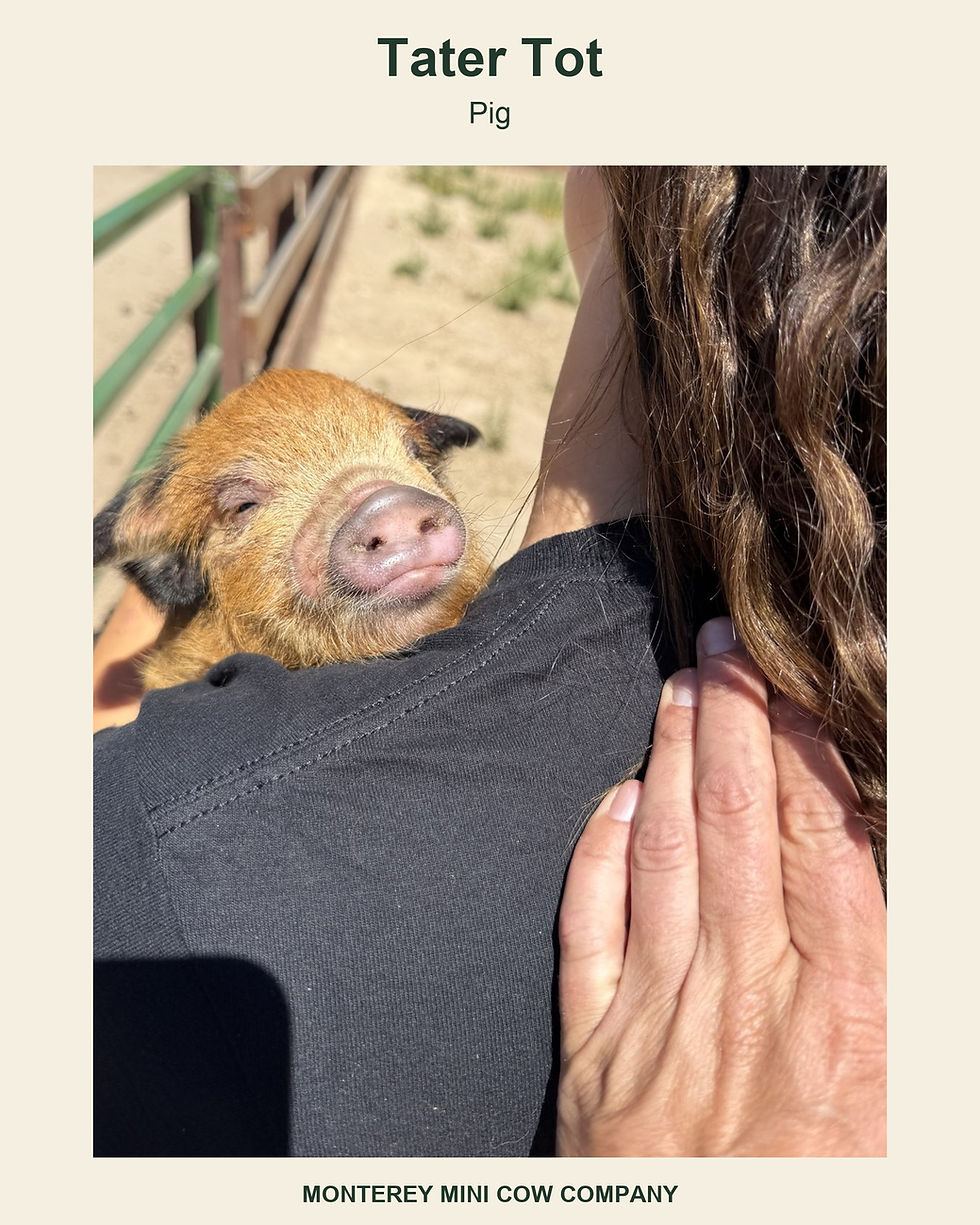 Tater Tot, pig at Monterey Mini Cow Company