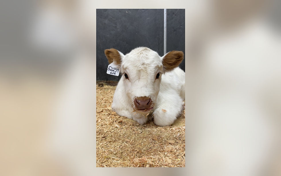 Miniature cattle from Monterey Mini Cow Company’s ranch photo collection