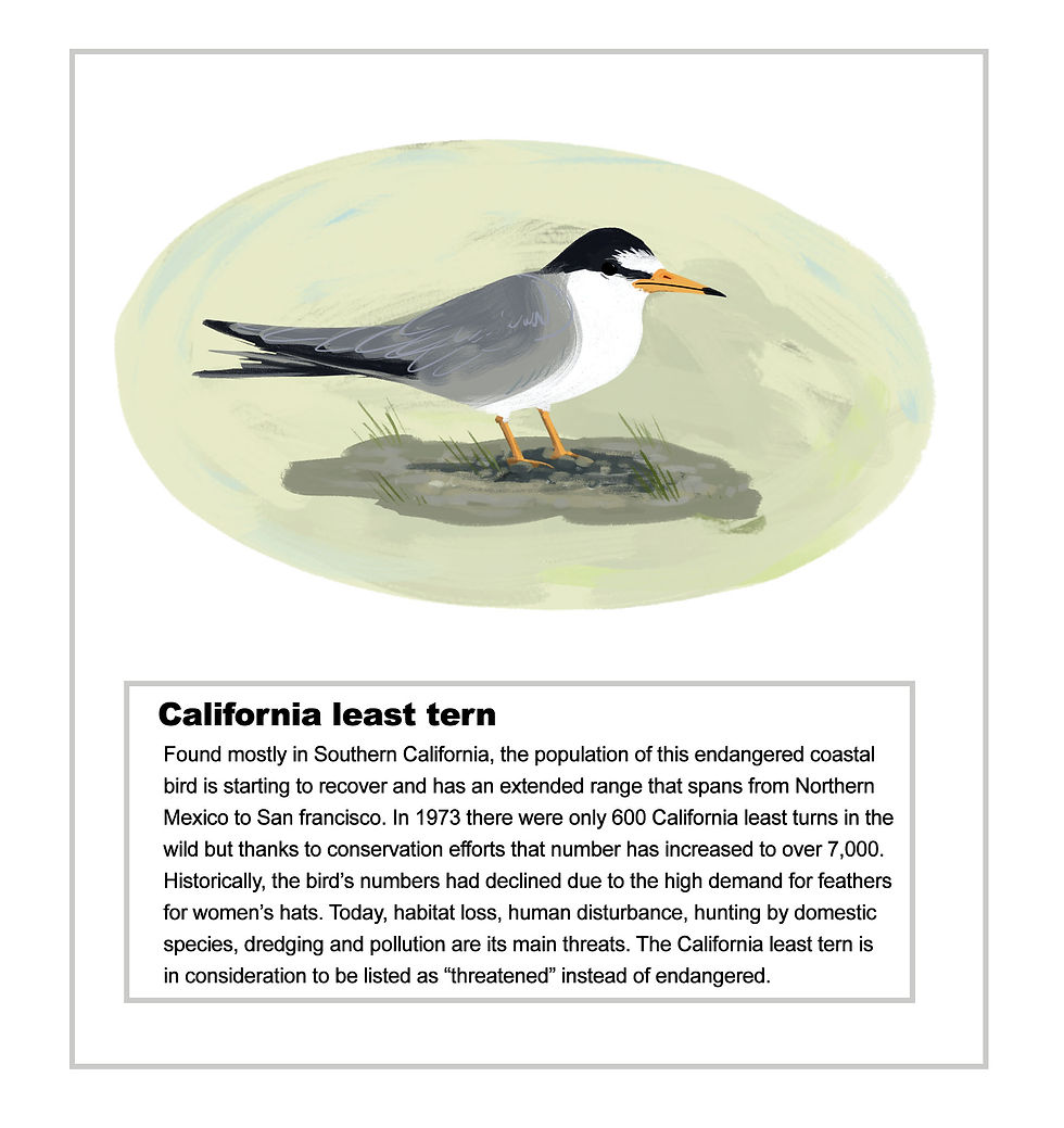 california least tern