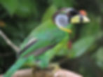 Fire-tufted Barbet