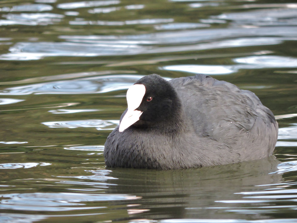 Eurasian Coot