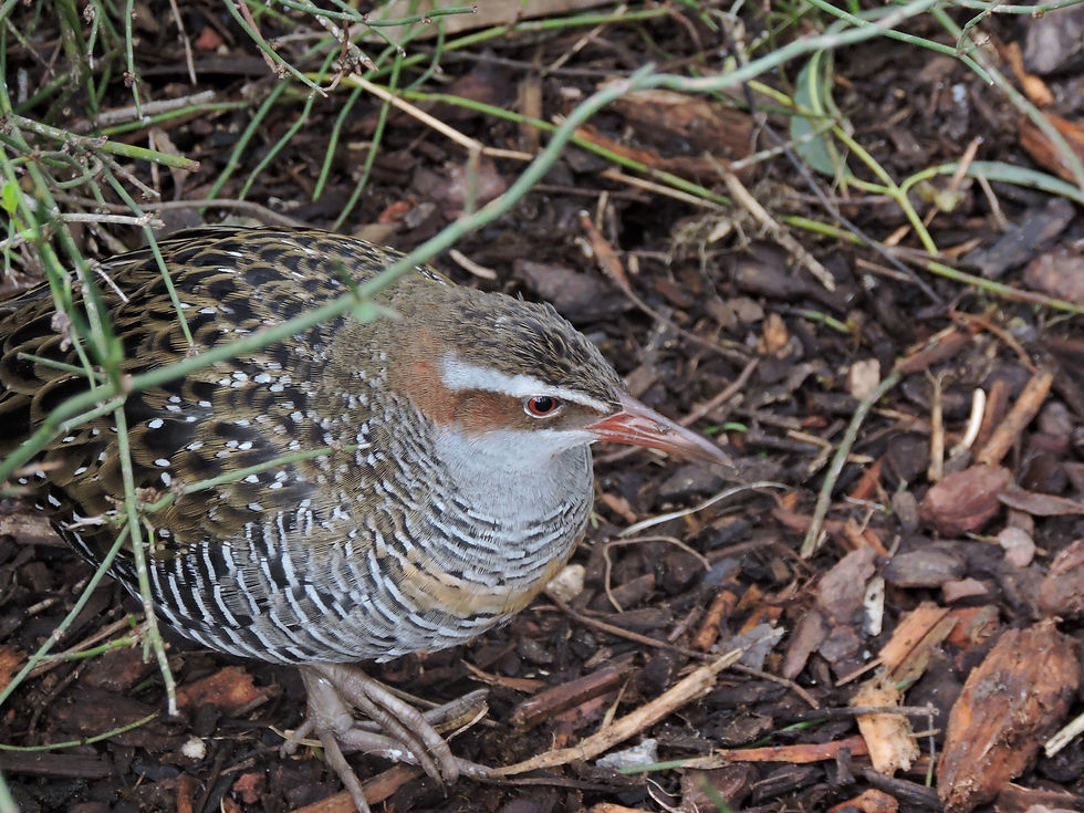 Buff-banded Rail